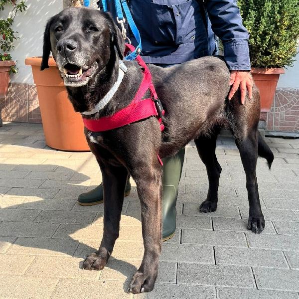Elija Labrador 